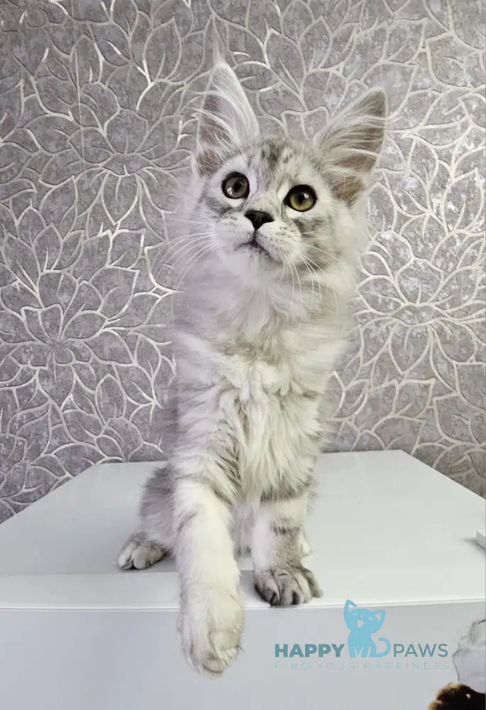 Glamour Maine Coon Male Black Silver Tabby Live Animals