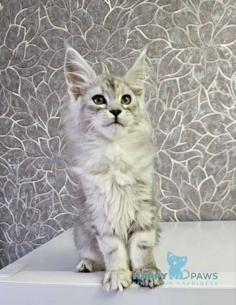 Glamour Maine Coon Male Black Silver Tabby Live Animals