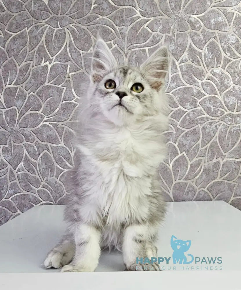 Glamour Maine Coon Male Black Silver Tabby Live Animals