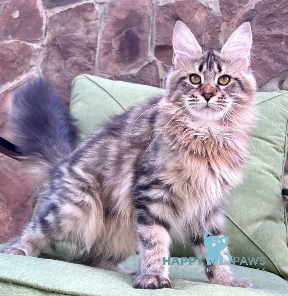 Goldis Maine Coon Female Black Tabby Live Animals