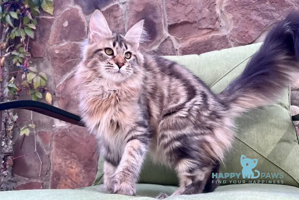 Goldis Maine Coon Female Black Tabby Live Animals