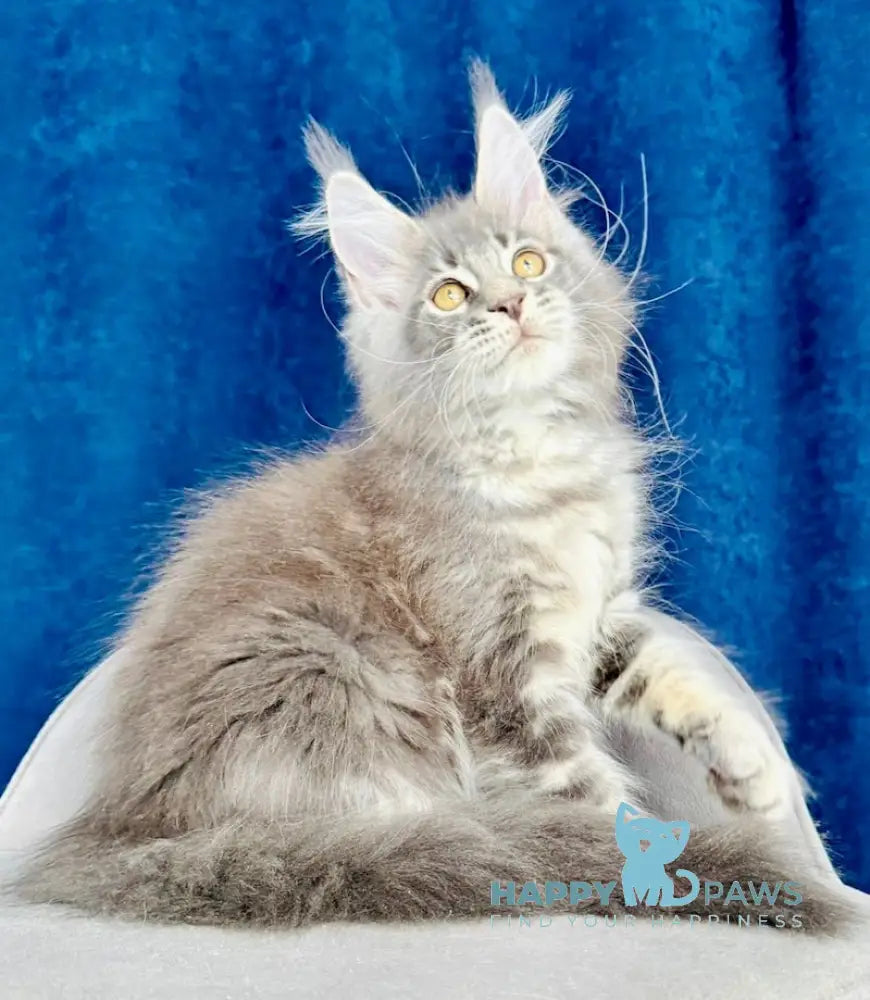 Golunushka Maine Coon female blue silver tabby live animals