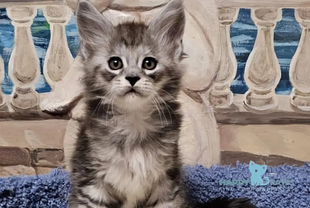 Good Maine Coon Male Black Silver Ticked Tabby Live Animals