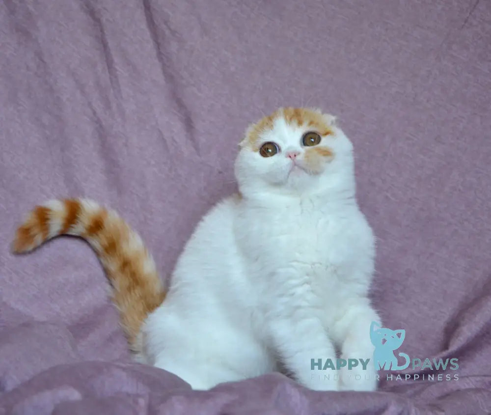 Grace Scottish Fold Female Red Tabby Van Live Animals