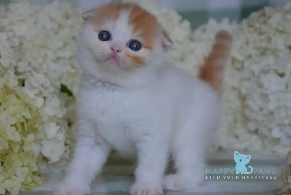 Grace Scottish Fold Female Red Tabby Van Live Animals