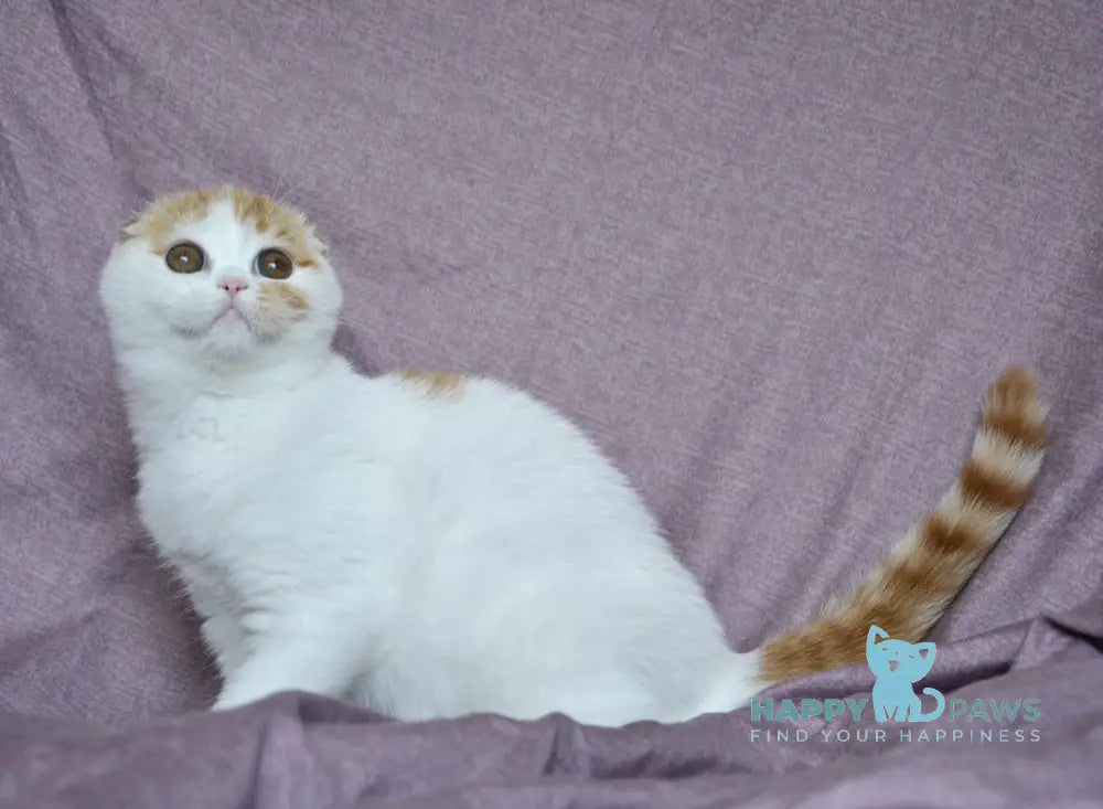 Grace Scottish Fold Female Red Tabby Van Live Animals