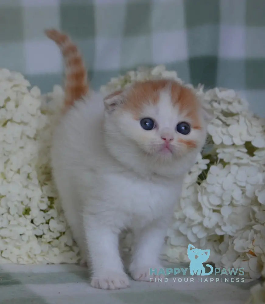 Grace Scottish Fold Female Red Tabby Van Live Animals