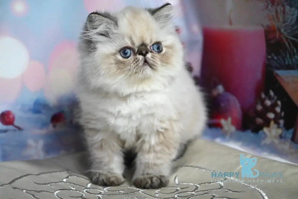 Grammy Persian Male Seal Tabby Pointed Live Animals