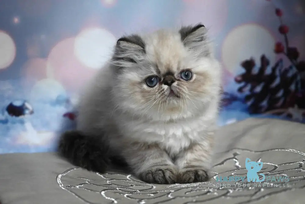 Grammy Persian Male Seal Tabby Pointed Live Animals