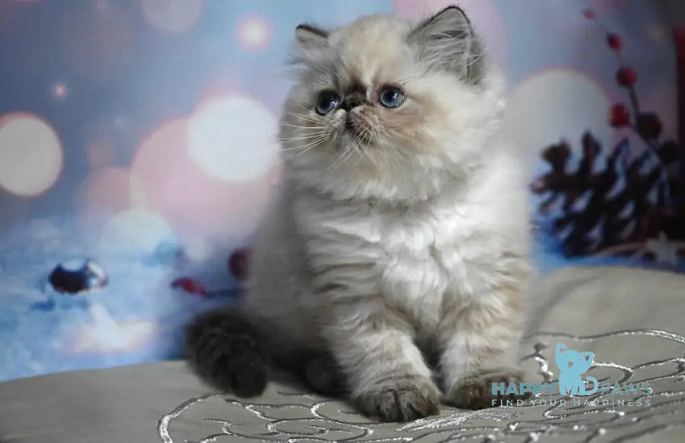 Grammy Persian Male Seal Tabby Pointed Live Animals