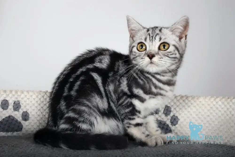 Gretta Scottish Straight Female Black Silver Tabby Live Animals