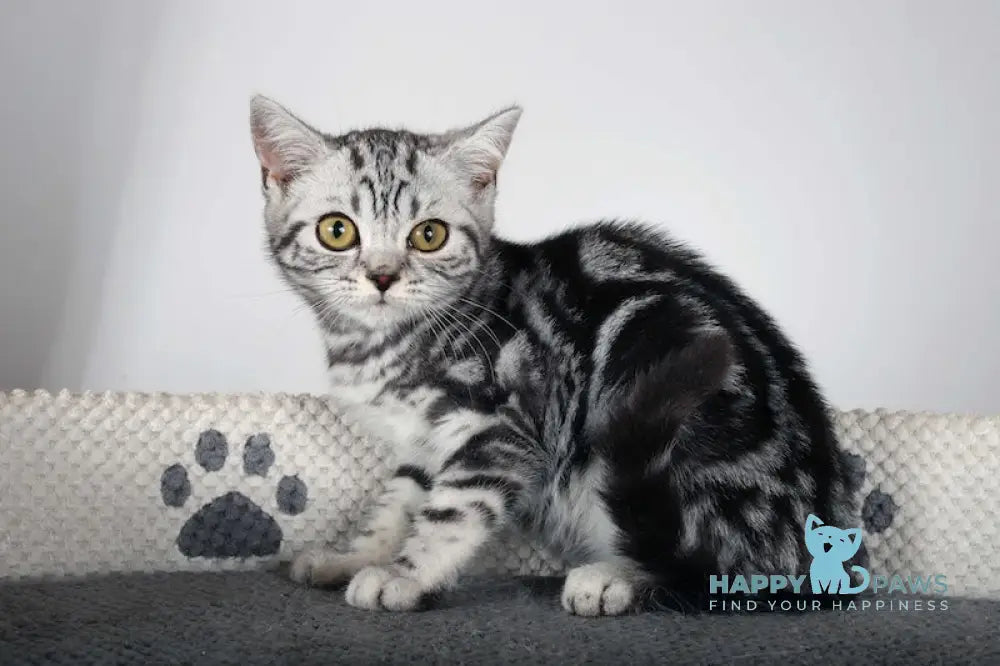 Gretta Scottish Straight Female Black Silver Tabby Live Animals