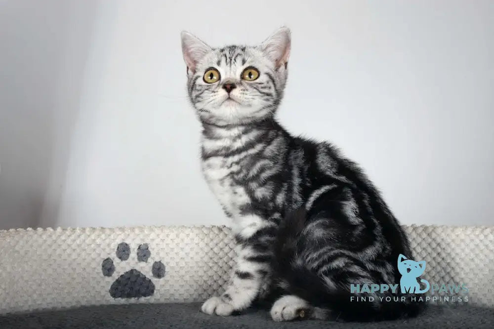 Gretta Scottish Straight Female Black Silver Tabby Live Animals