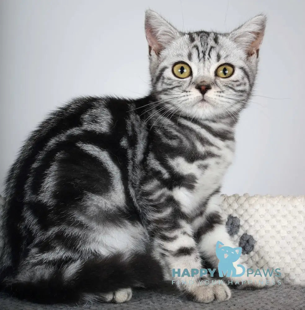 Gretta Scottish Straight Female Black Silver Tabby Live Animals