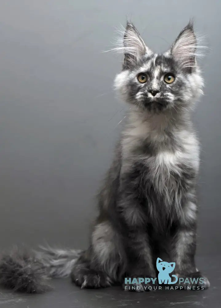 Grey Maine Coon male black tortie smoke live animals