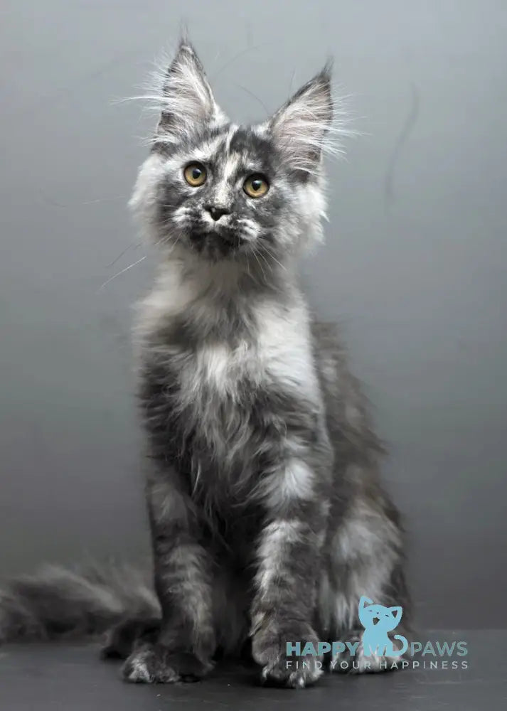 Grey Maine Coon male black tortie smoke live animals