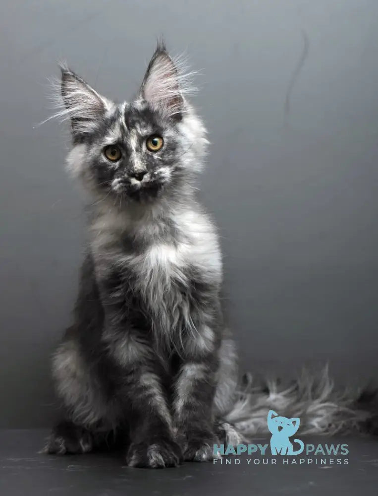 Grey Maine Coon male black tortie smoke live animals