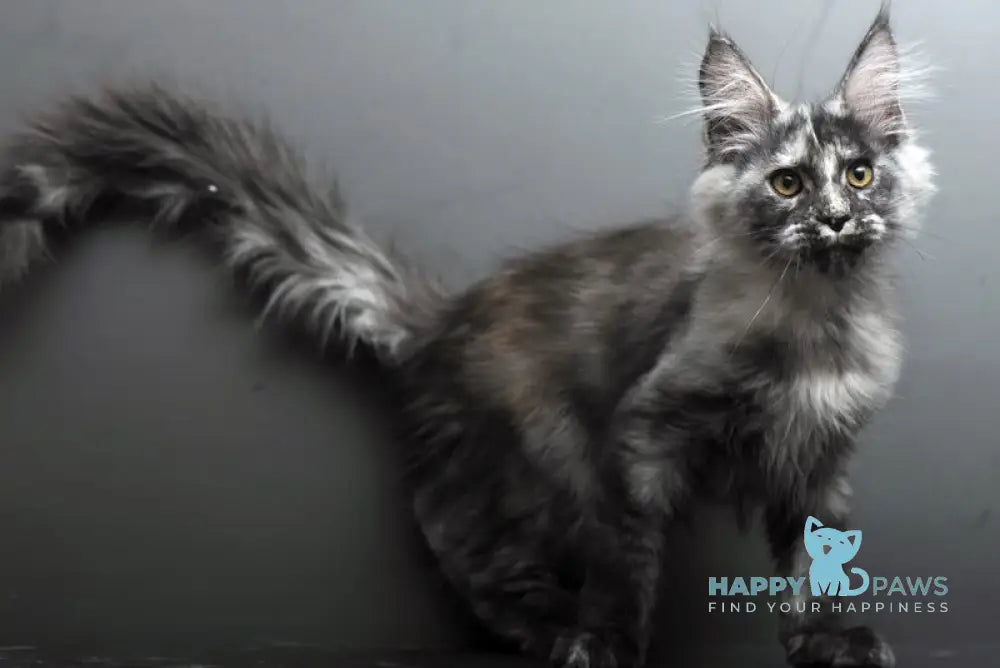 Grey Maine Coon male black tortie smoke live animals