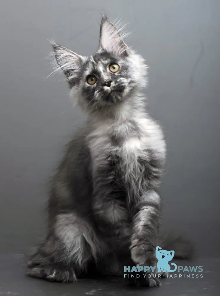 Grey Maine Coon male black tortie smoke live animals