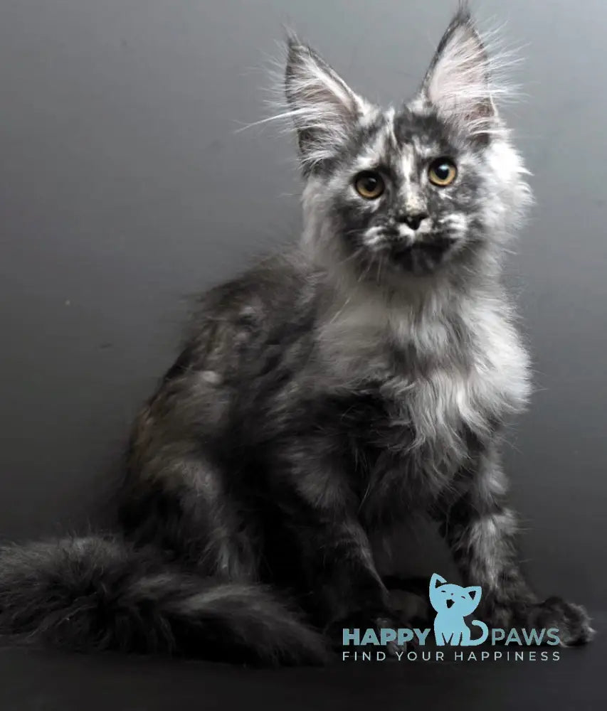 Grey Maine Coon male black tortie smoke live animals