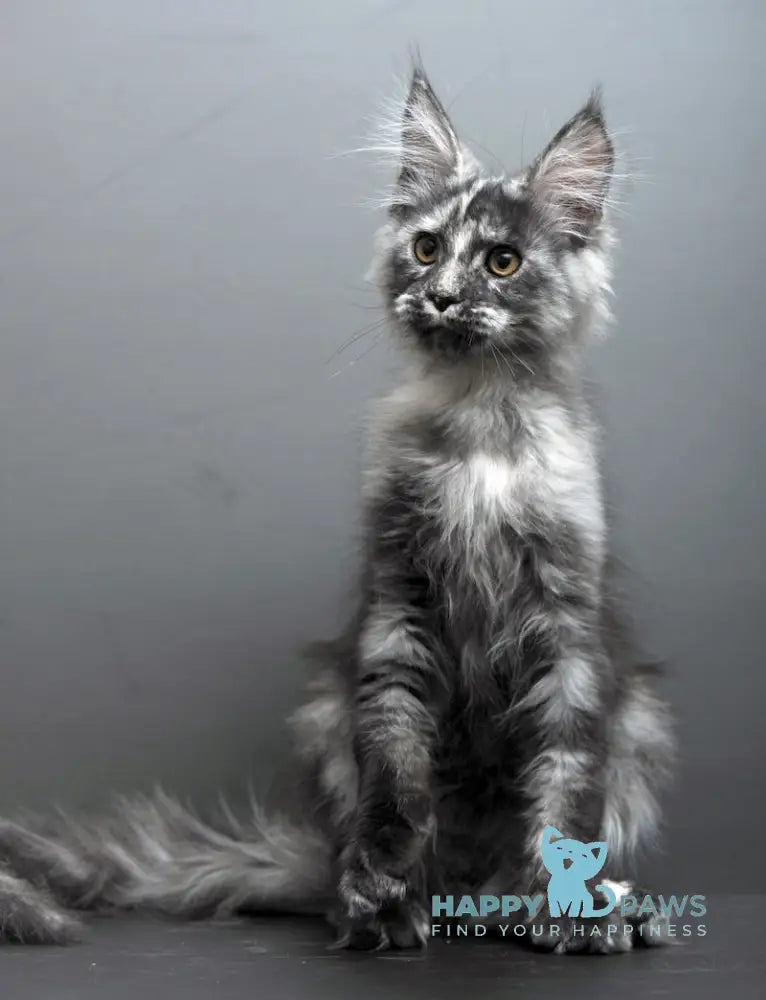 Grey Maine Coon male black tortie smoke live animals