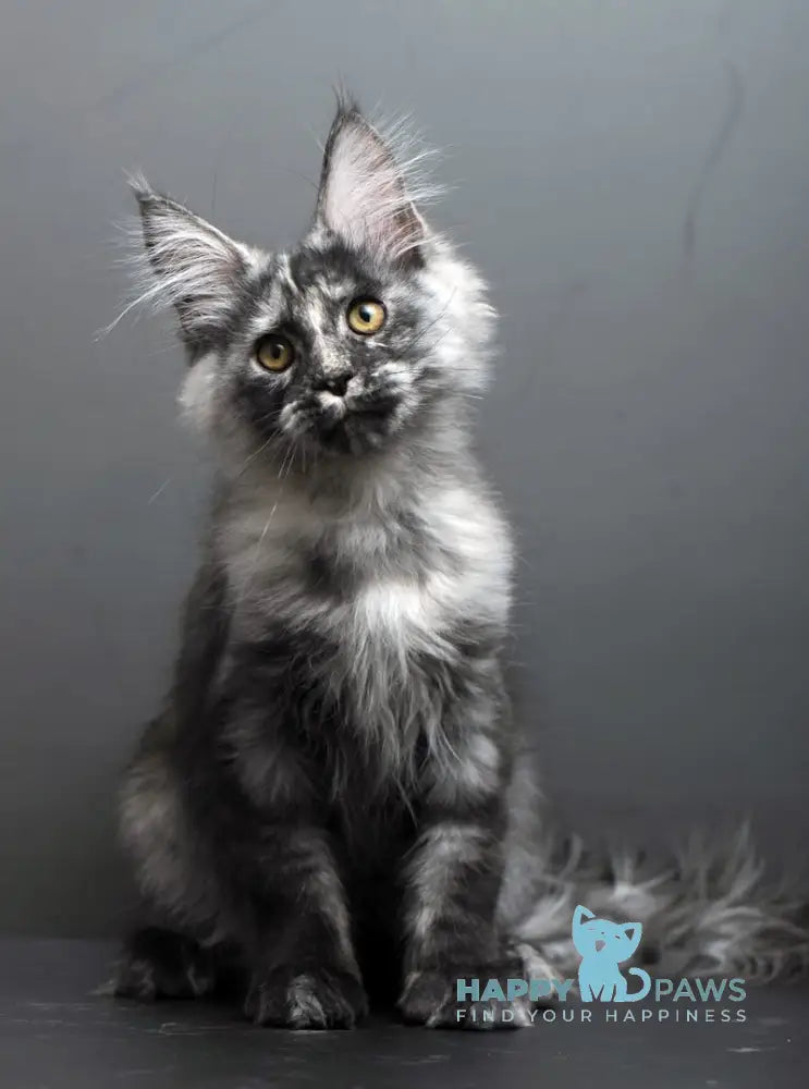 Grey Maine Coon male black tortie smoke live animals