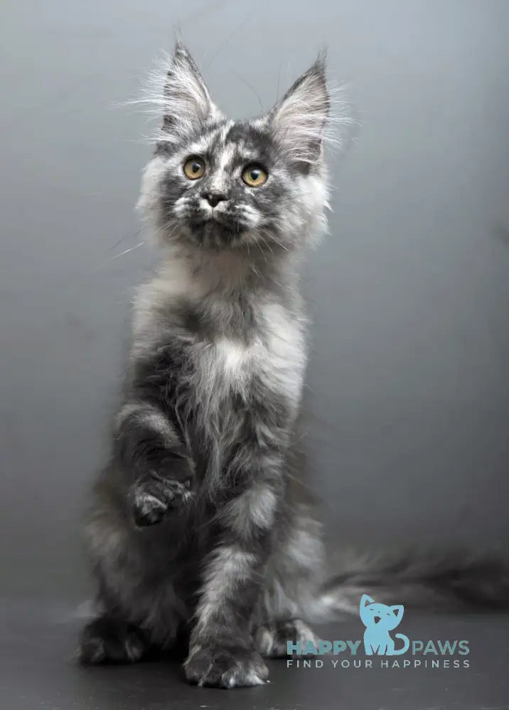 Grey Maine Coon male black tortie smoke live animals