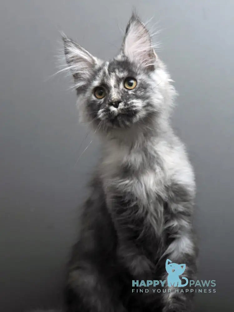 Grey Maine Coon male black tortie smoke live animals