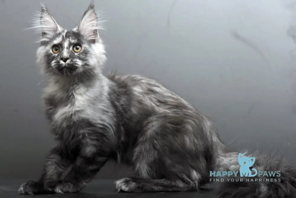 Grey Maine Coon male black tortie smoke live animals