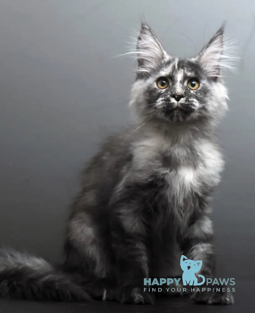 Grey Maine Coon male black tortie smoke live animals