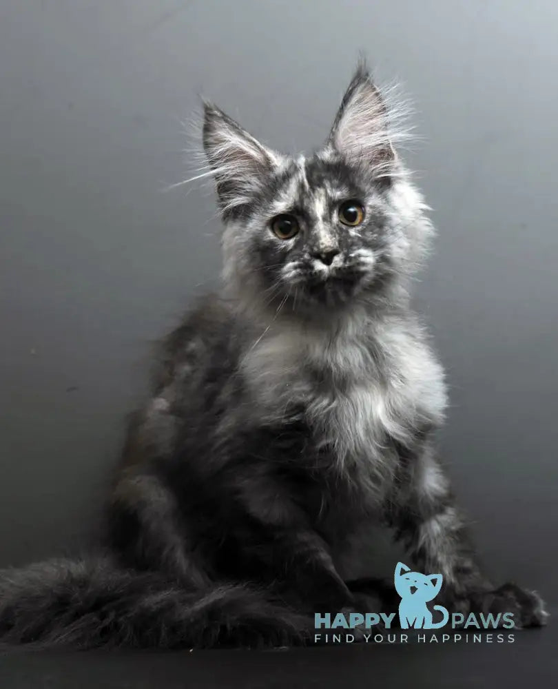 Grey Maine Coon male black tortie smoke live animals