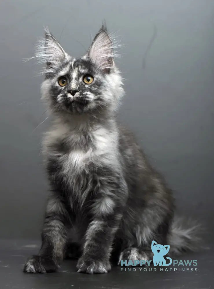 Grey Maine Coon male black tortie smoke live animals