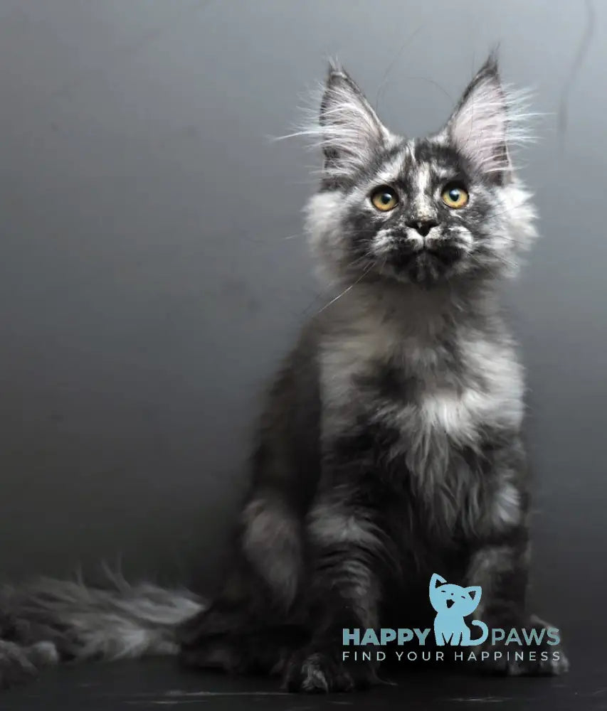 Grey Maine Coon male black tortie smoke live animals