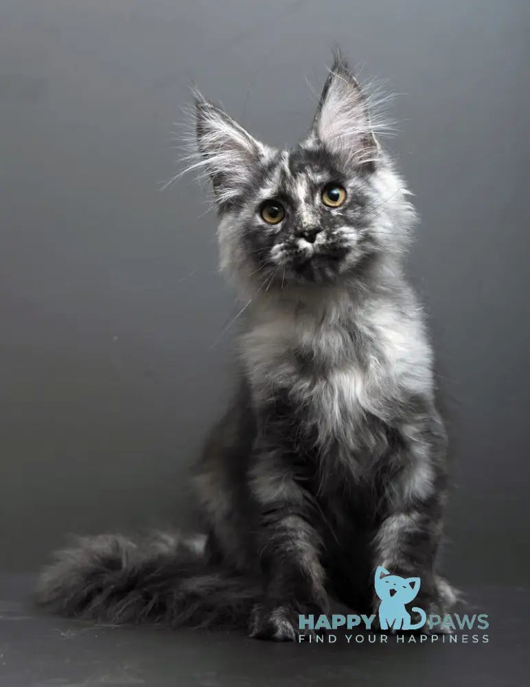 Grey Maine Coon male black tortie smoke live animals