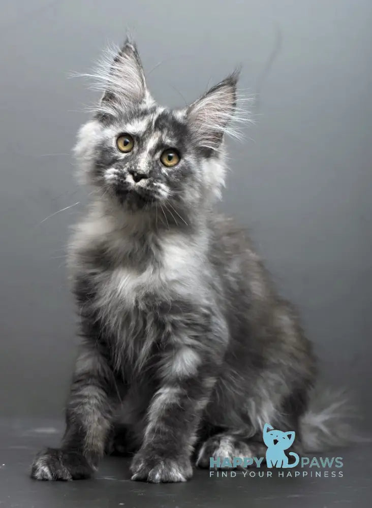 Grey Maine Coon male black tortie smoke live animals