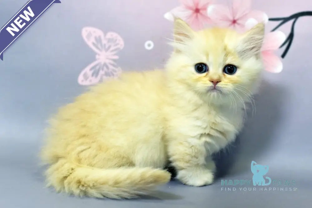 Grey Minuet Male Red Silver Tabby Live Animals