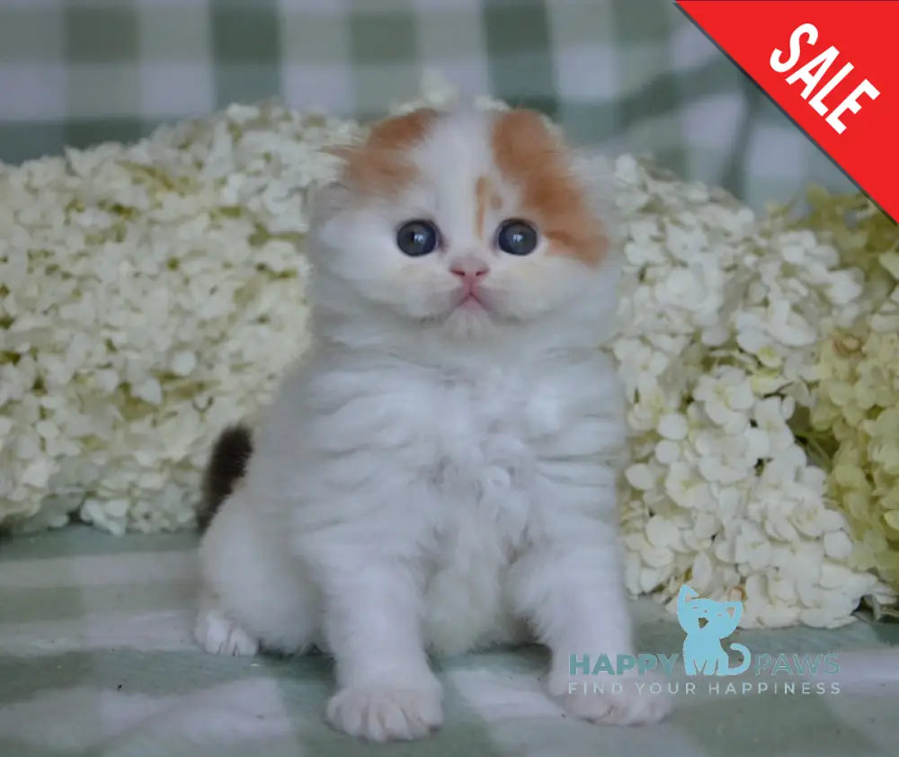 Grusha Scottish Fold Female Chocolate Tortie Harlequin Live Animals