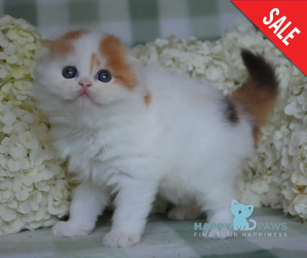 Grusha Scottish Fold Female Chocolate Tortie Harlequin Live Animals