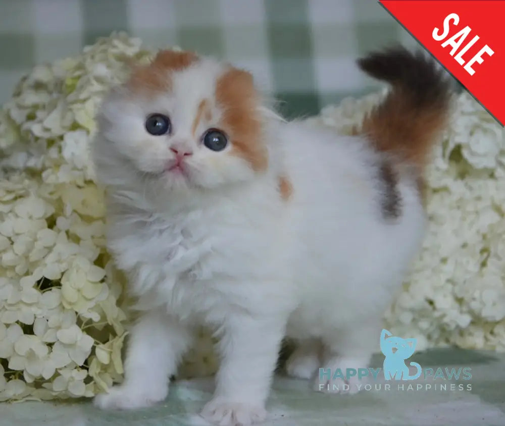 Grusha Scottish Fold Female Chocolate Tortie Harlequin Live Animals