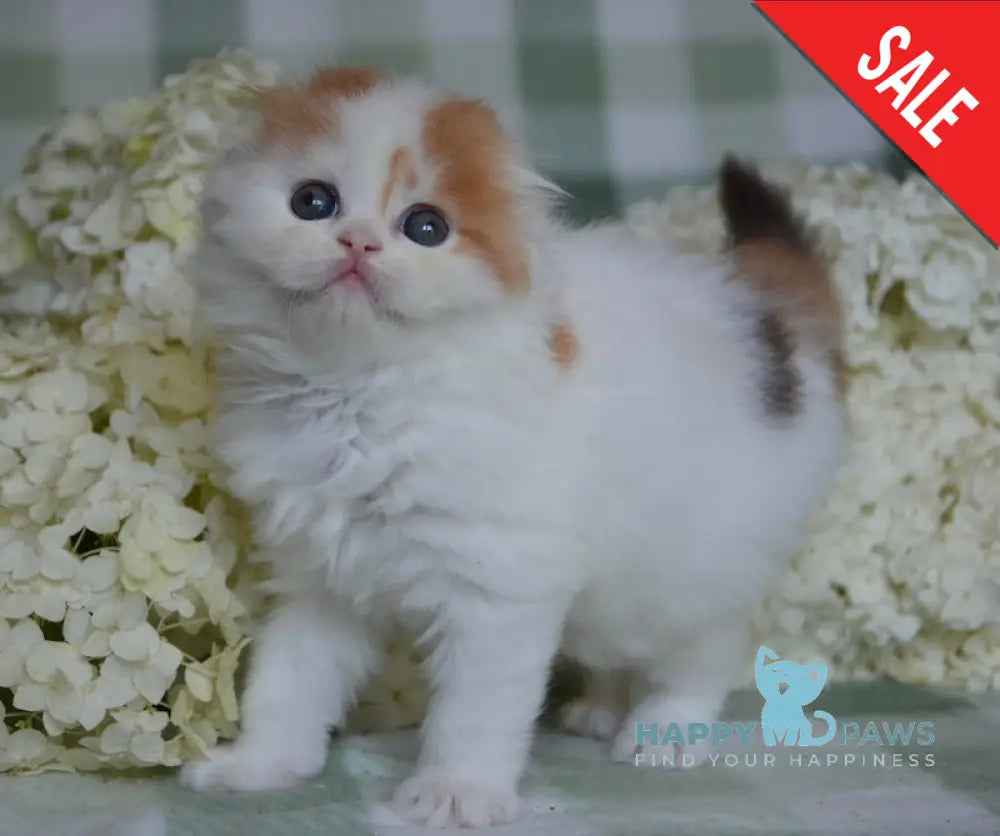 Grusha Scottish Fold Female Chocolate Tortie Harlequin Live Animals