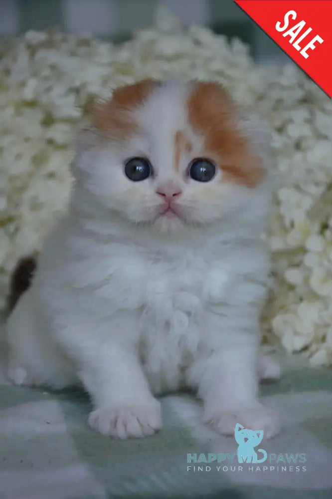 Grusha Scottish Fold Female Chocolate Tortie Harlequin Live Animals