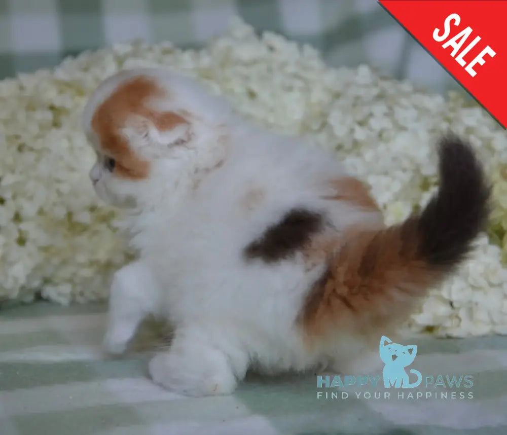 Grusha Scottish Fold Female Chocolate Tortie Harlequin Live Animals