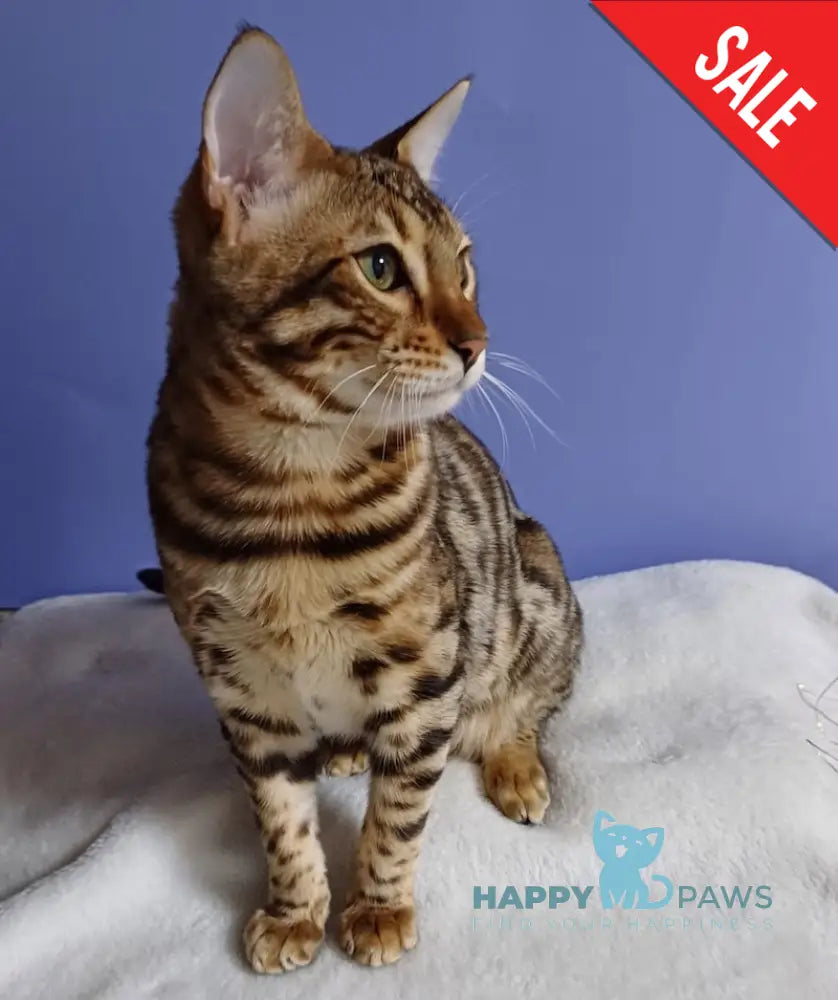 Gucci Bengal Male Black Spotted Tabby Live Animals