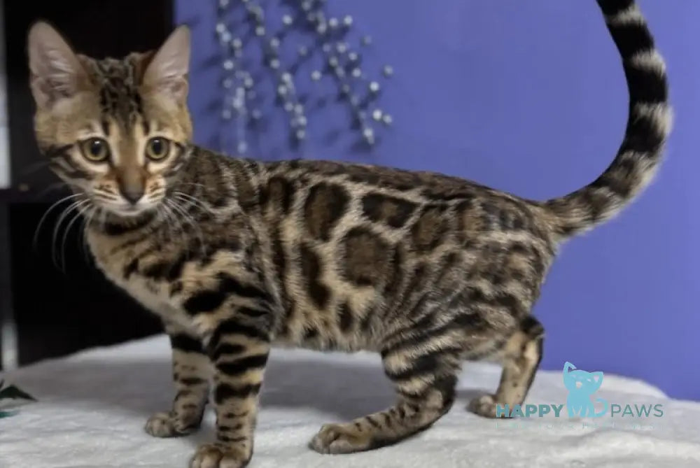 Gucci Bengal Male Black Spotted Tabby Live Animals