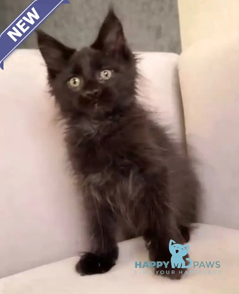 Halk Maine Coon Male Black Live Animals