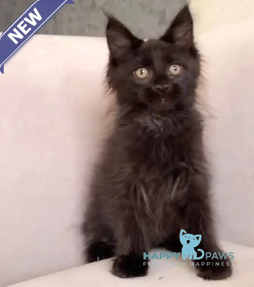 Halk Maine Coon Male Black Live Animals