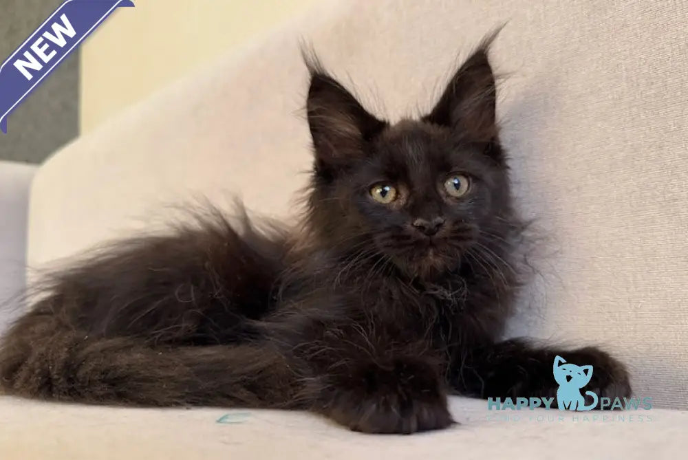 Halk Maine Coon Male Black Live Animals