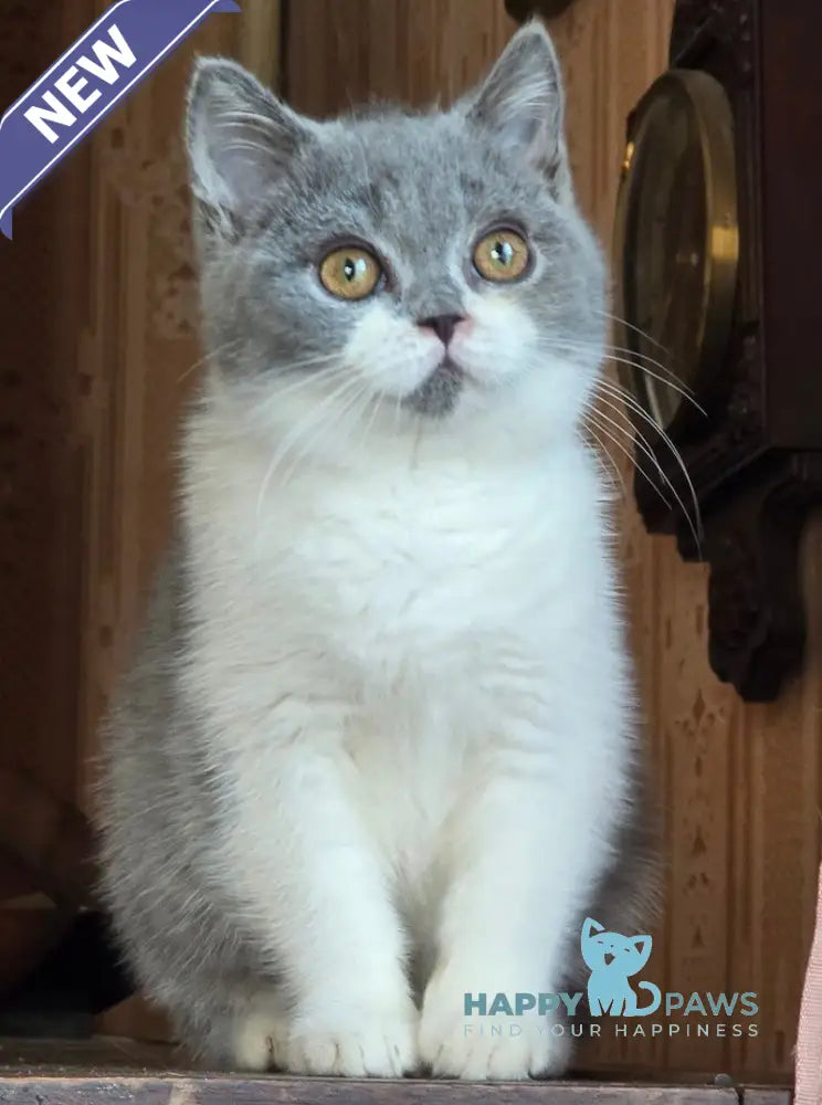 Halo British Shorthair male blue bicolour live animals