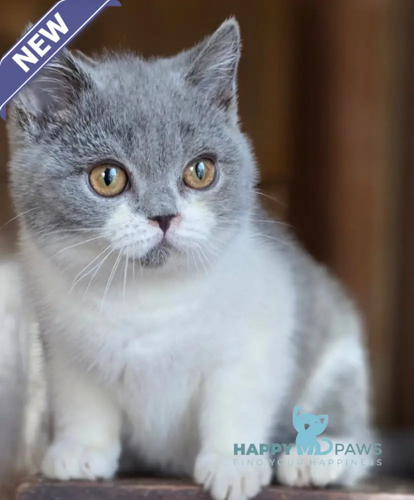 Halo British Shorthair male blue bicolour live animals