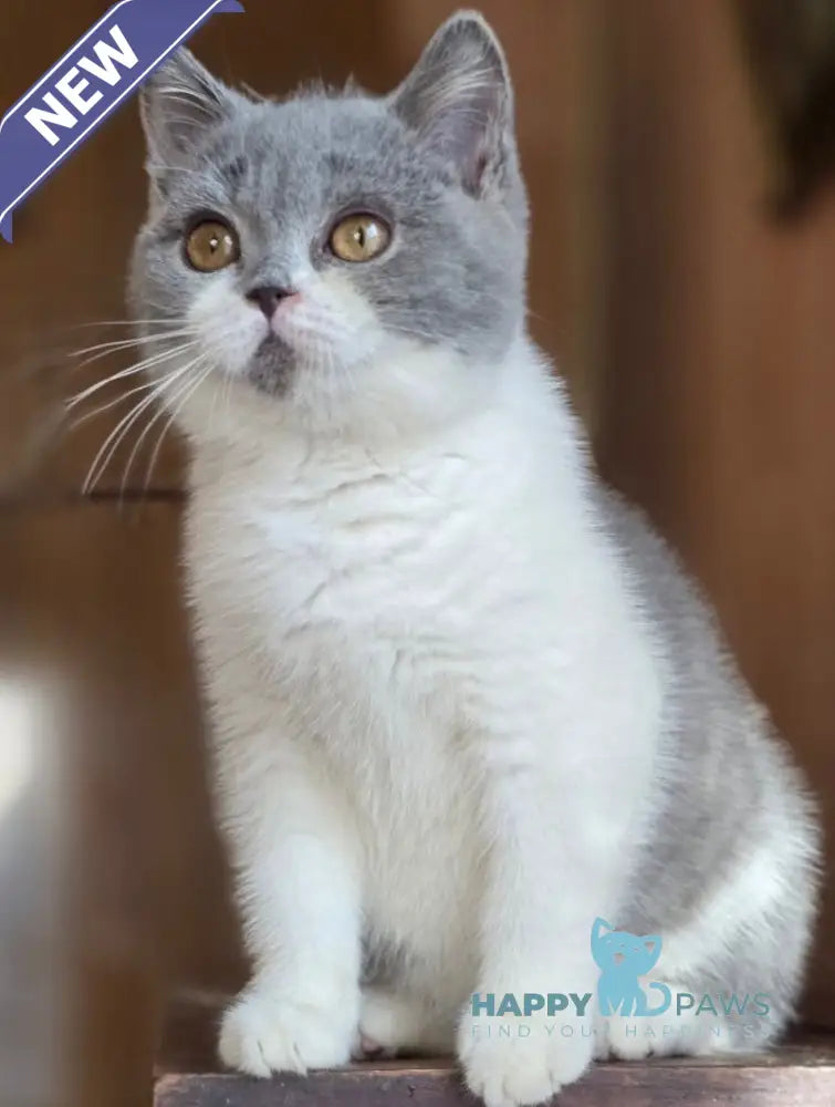 Halo British Shorthair male blue bicolour live animals